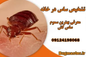 از کجا بفهمیم خانه مان ساس دارد؟