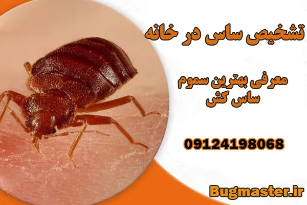 از کجا بفهمیم خانه مان ساس دارد؟