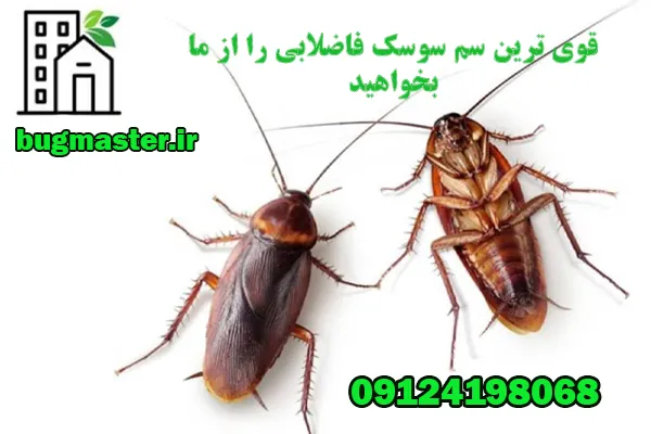 بهترین سم سوسک فاضلابی
