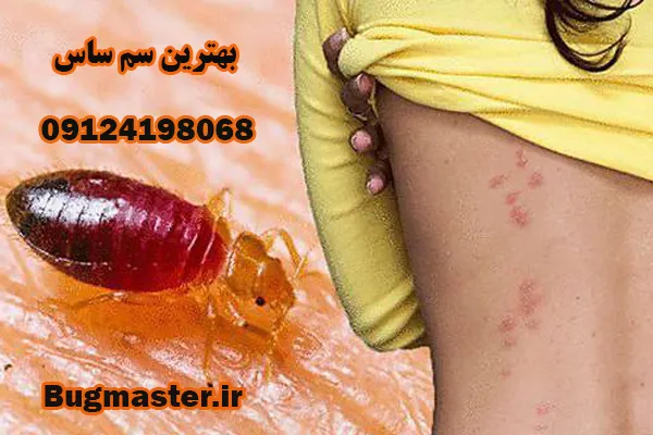 سم ساس بدون بو