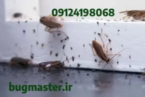 بهترین سم سوسک کابینتی