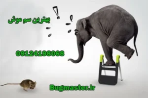 سم موش خانگی