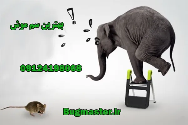 سم موش خانگی