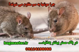 مقاومت موش به سم